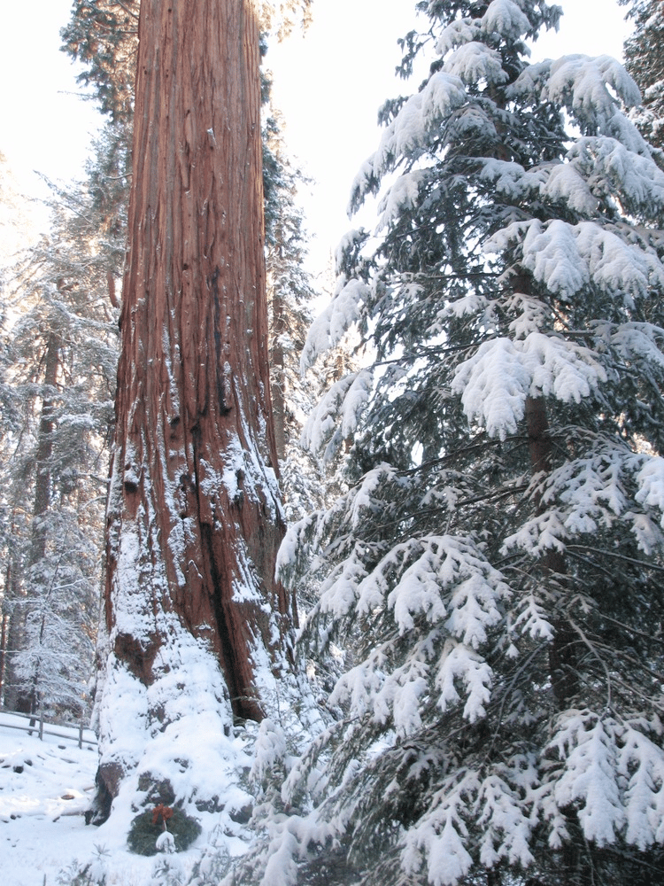 Snow on sequoia trees in Grant Grove during Trek to the Trees event 2006