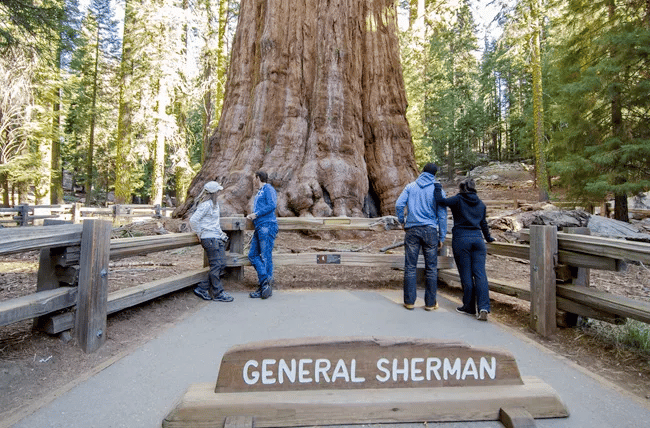 General Sherman Tree is at the north end of Giant Forest 