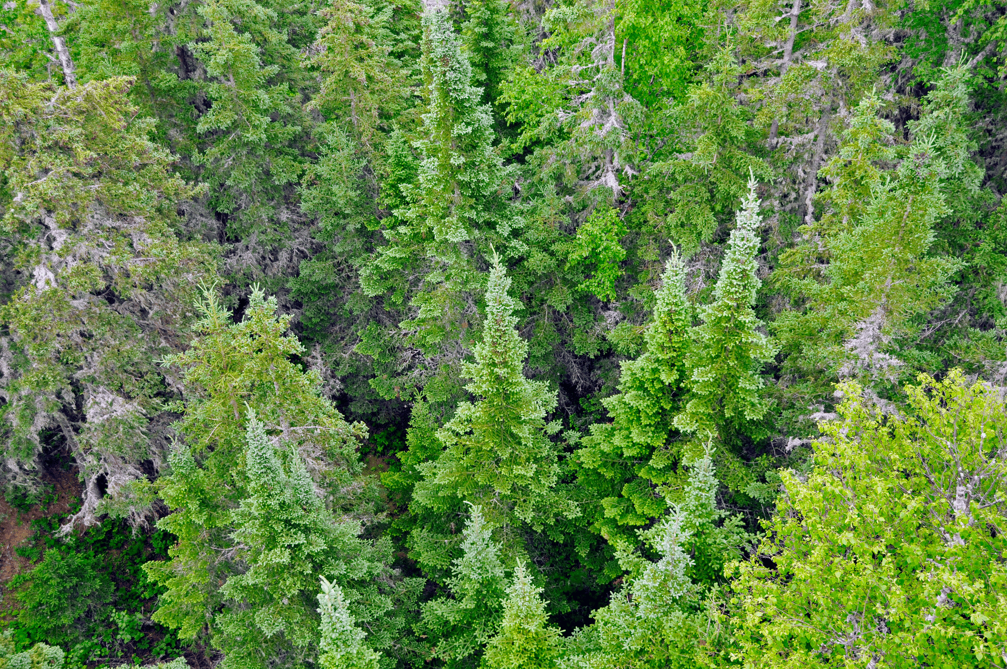 The forest of Isle Royale as seen from an overlook | Isle Royale National Park Facts