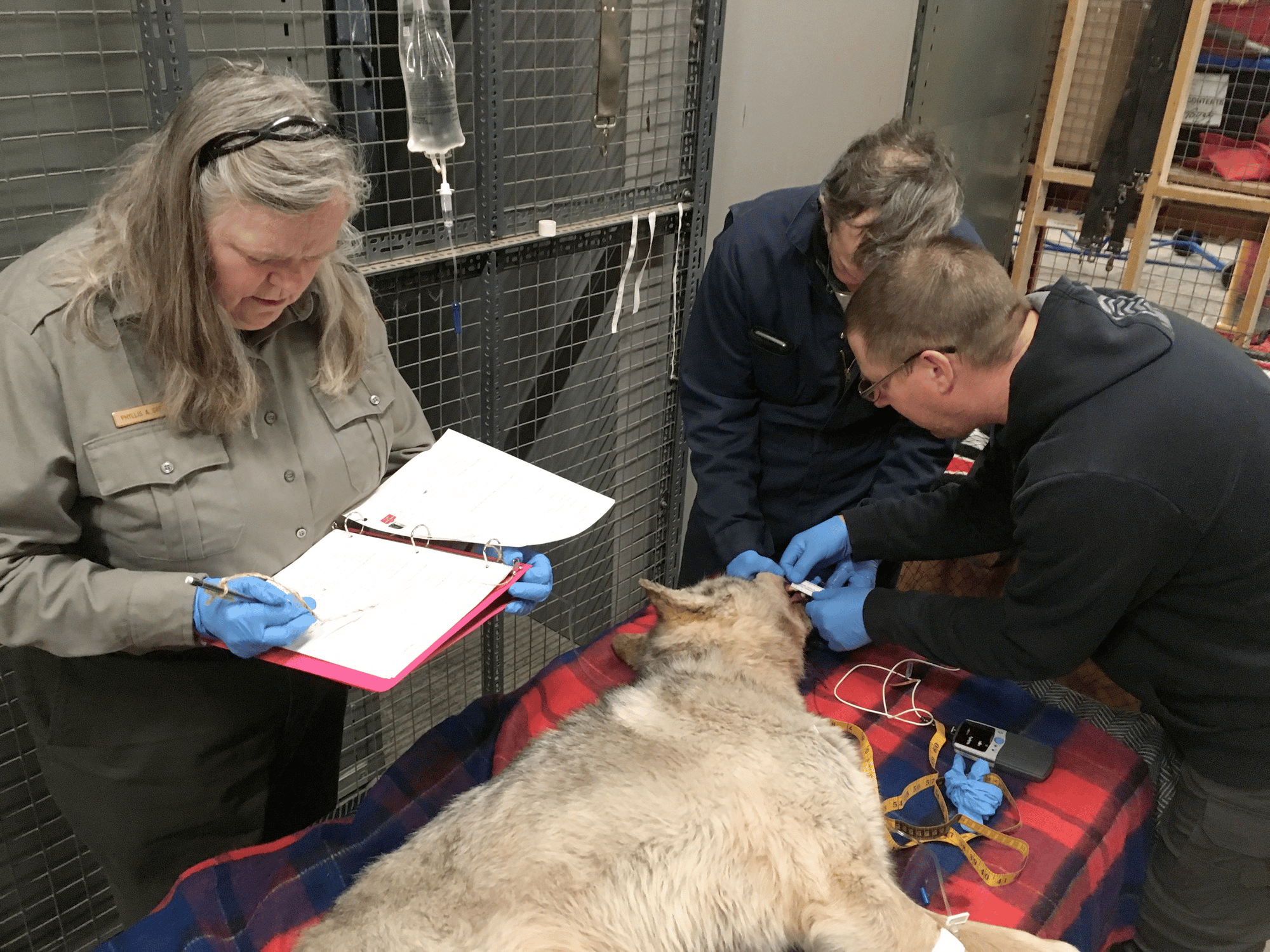 Female wolf having a tooth inspection by veterinarians. Former Isle Royale National Park Superintendent, Phyllis Greene