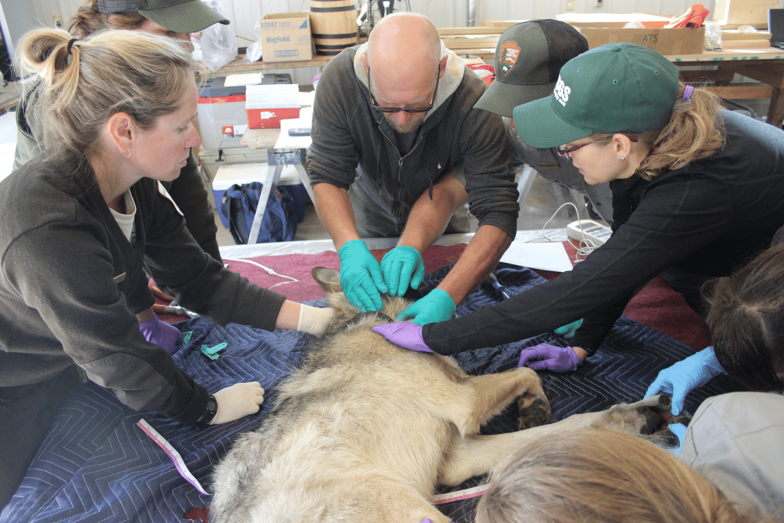 Wolf being fitted with a electronic collar as part of the Wolf Relocation Program