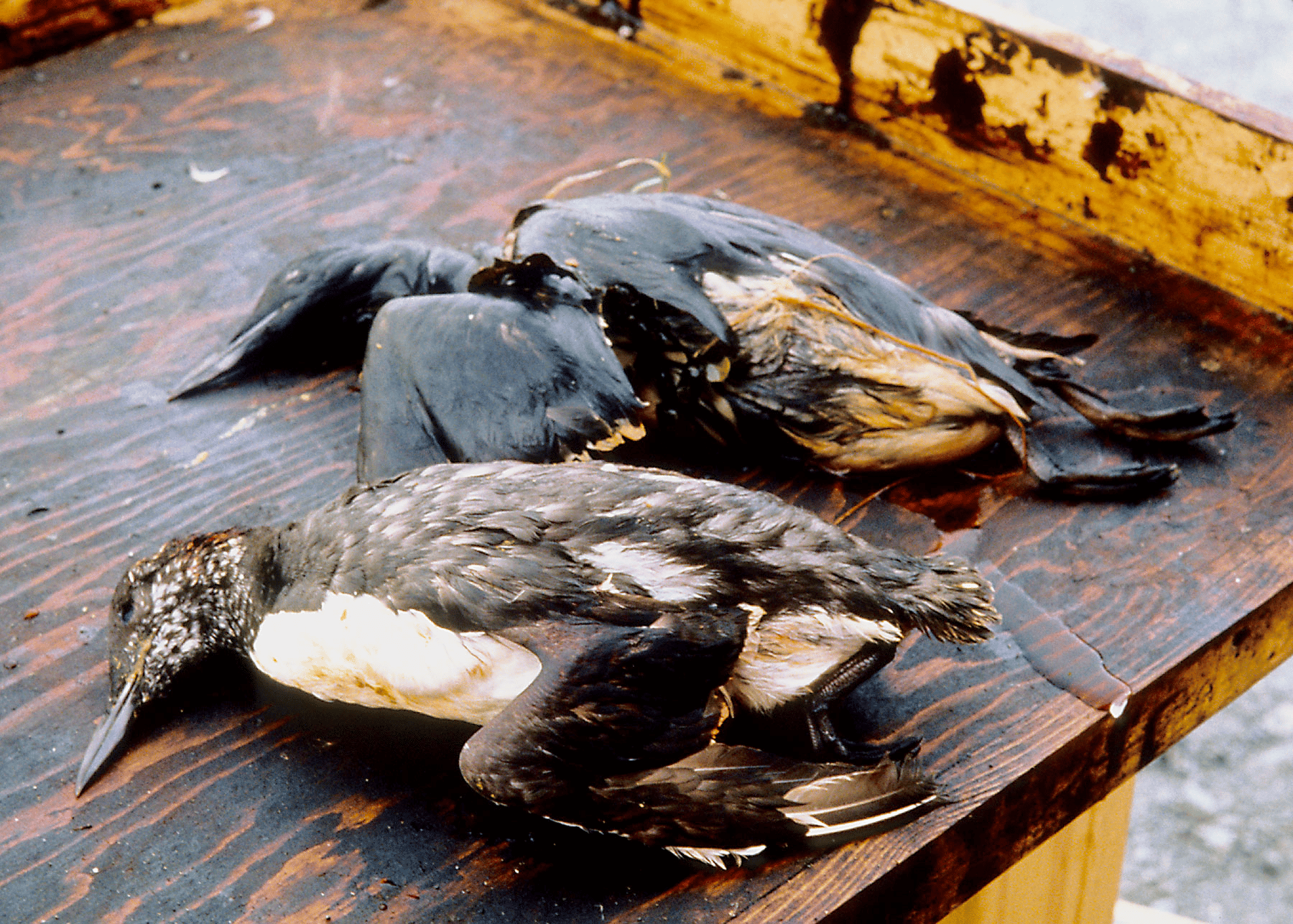 Birds killed from Exxon Valdez Oil Spill | Kenai Fjords National Park Facts