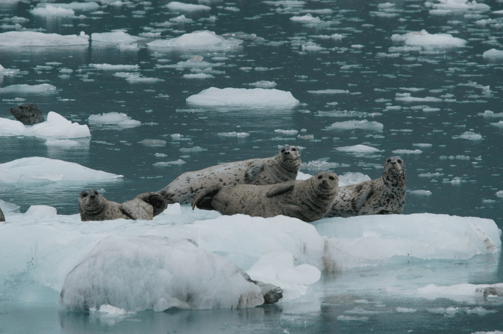 Harbor seals find a safe spot on an iceberg in Glacier Bay | Glacier Bay National Park Facts 
