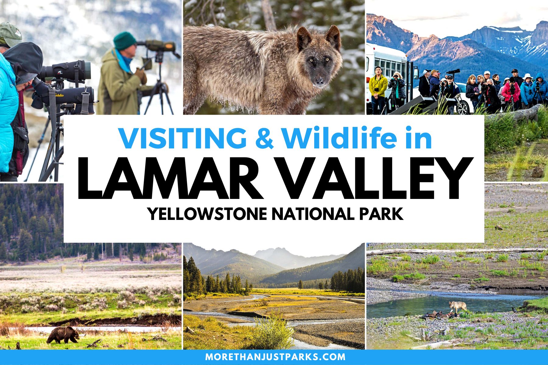 lamar valley, lamar valley yellowstone, lamar valley wildlife yellowstone national park, wolves lamar valley