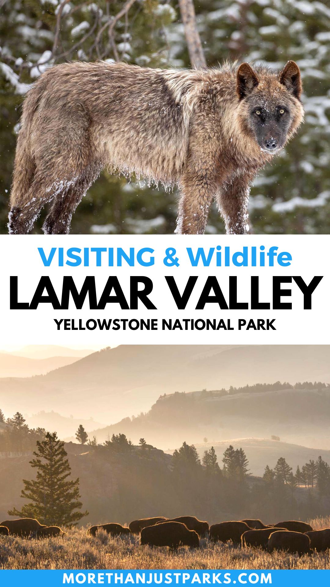 lamar valley, lamar valley yellowstone, lamar valley wildlife yellowstone national park, wolves lamar valley