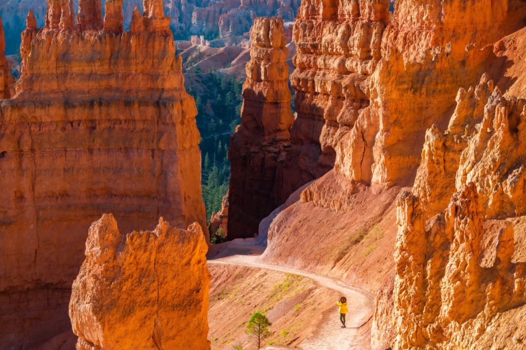 The Navajo Loop under the hoodoos.