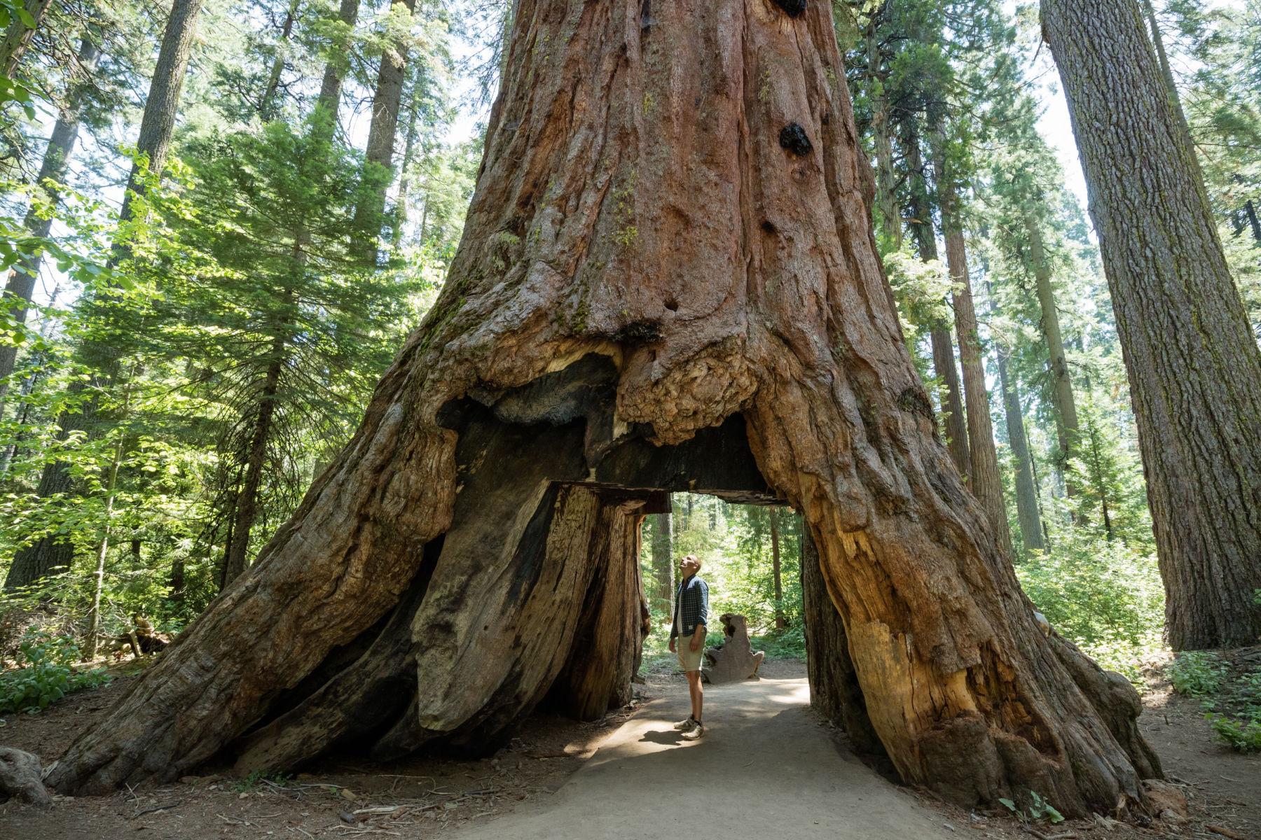 Redwood National Park Facts