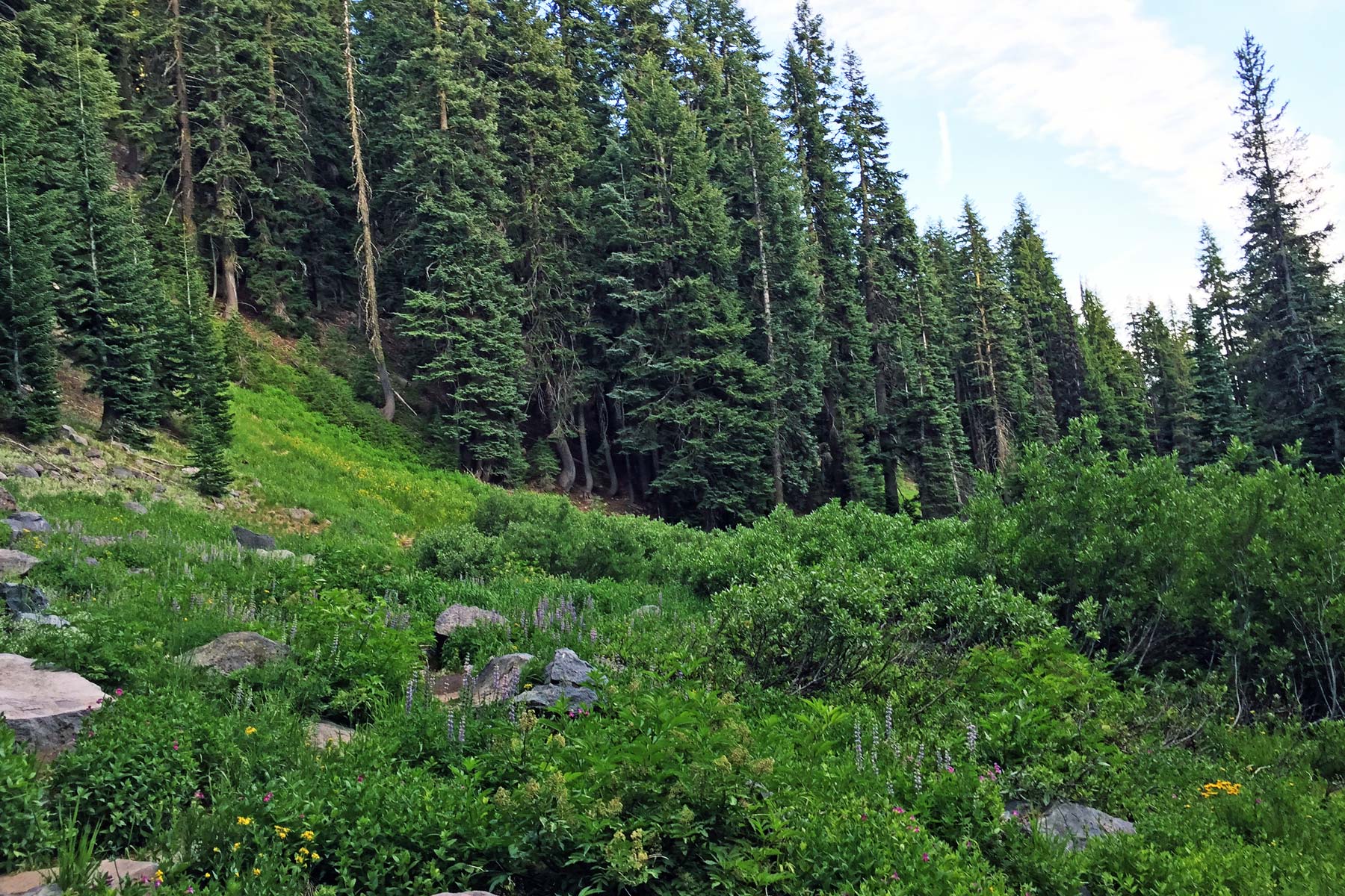 Castle Crest Wildflower Trail, Things to Do Crater Lake National Park 