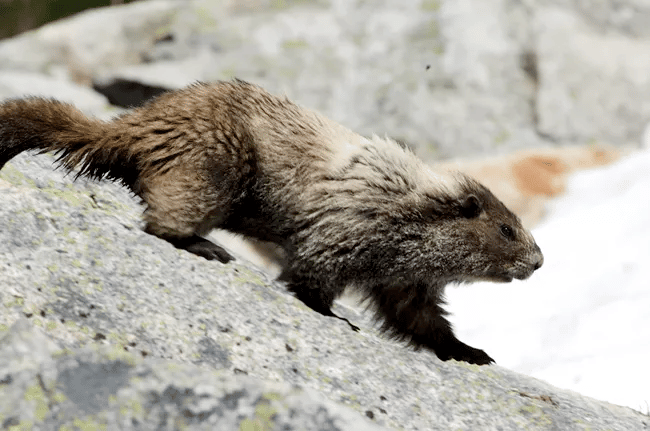 Hoary Marmot | North Cascades National Park Facts