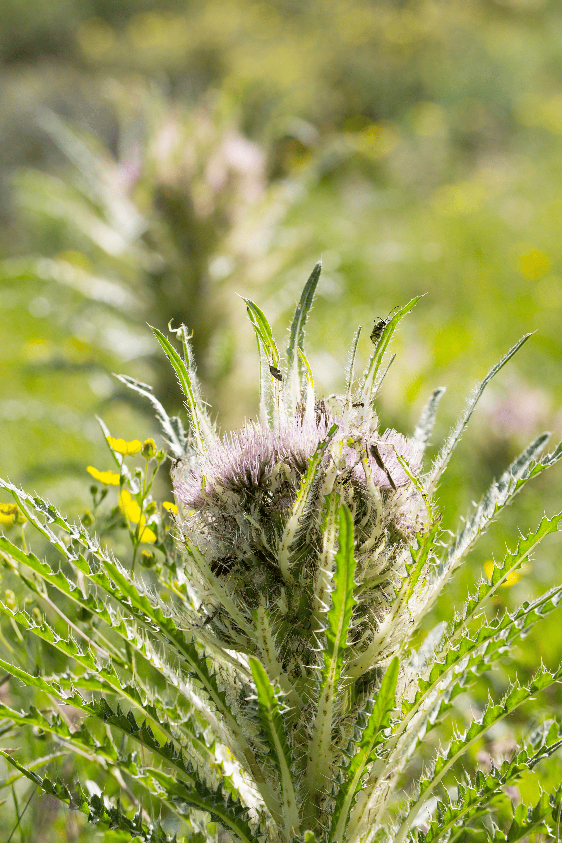 Everts Thistle | Yellowstone National Park Facts