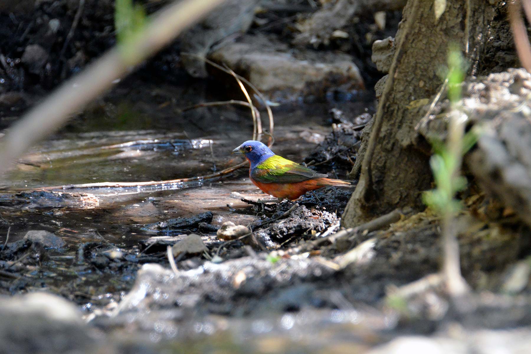 painted bunting big bend national park