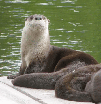 Otters | Voyageurs National Park Facts