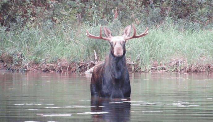 A bull moose wading along a shoreline | Voyageurs National Park Facts