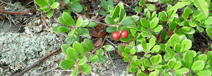 Bearberry creeping over the rocks | Voyageurs National Park Facts