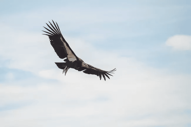 A Condor soars across a blue sky | National Parks Facts