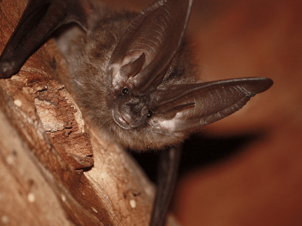 Bat Species at Pinnacles National Park | Pinnacles National Park Facts