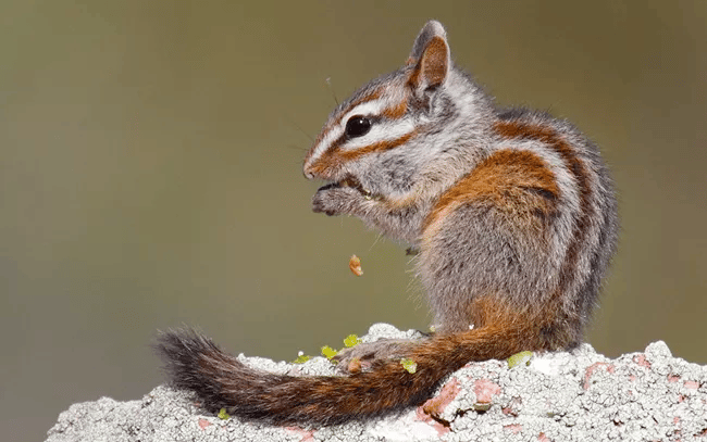 Merriam's chipmunk eating an oak acorn | Pinnacles National Park Facts