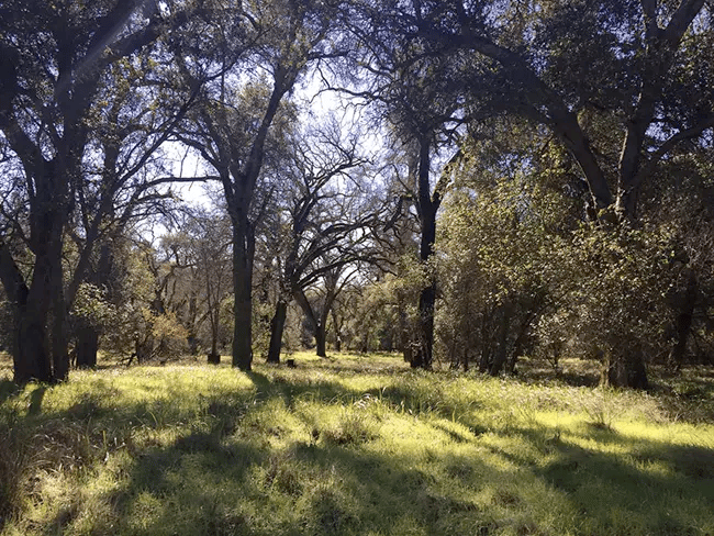 Oak trees in McCabe Canyon | Pinnacles National Park Facts