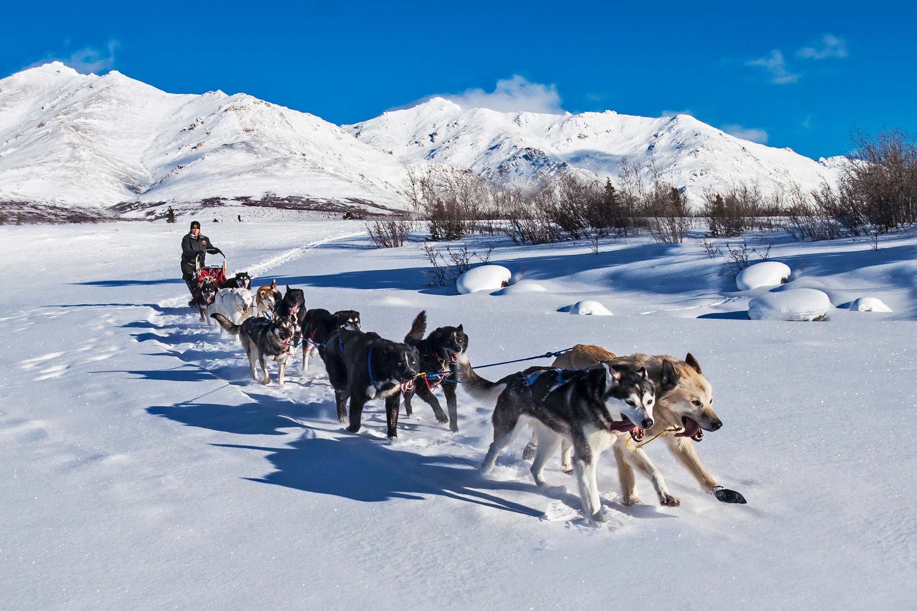 things to do denali national park alaska, dog sledding