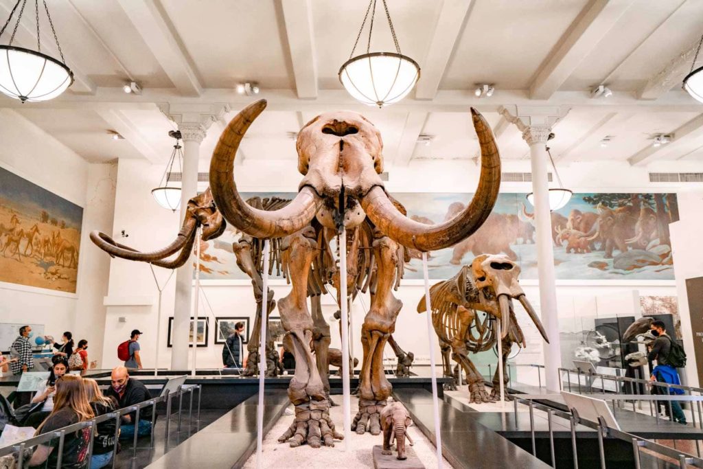 natural history museum new york city, new york landmarks