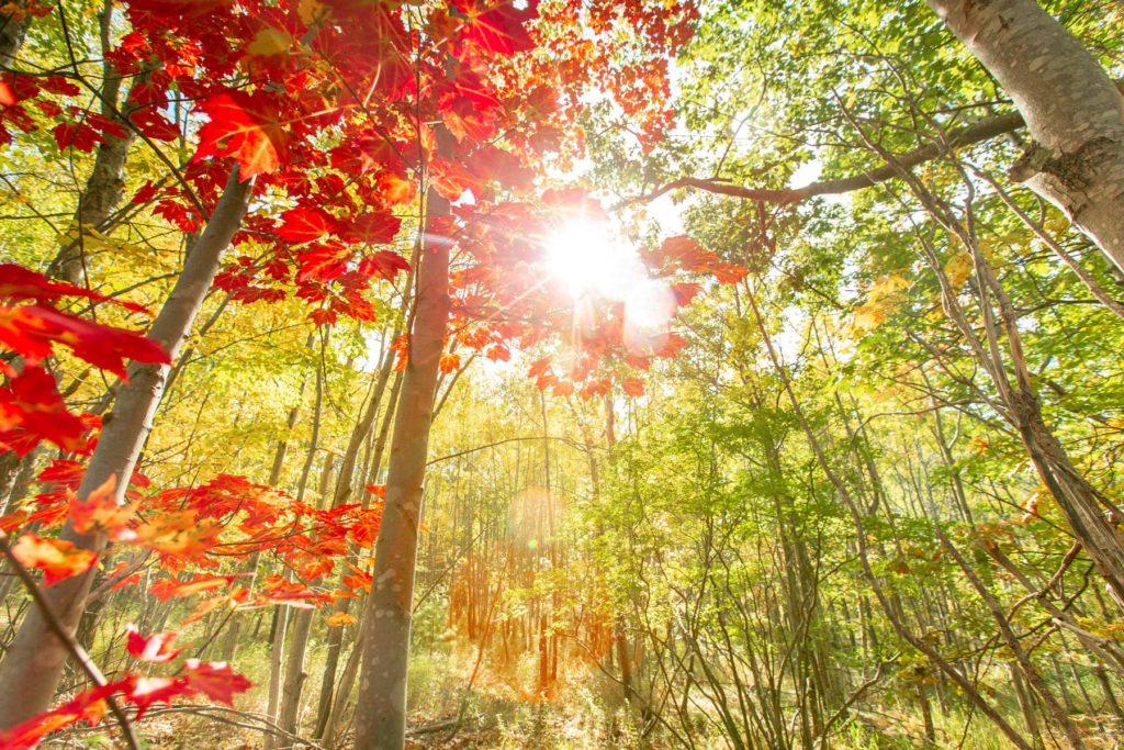 Red maple canopy against the sun.