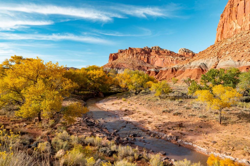 Cottonwoods along the Fremont River gone yellow under the red cliffs of Capitol Reef.