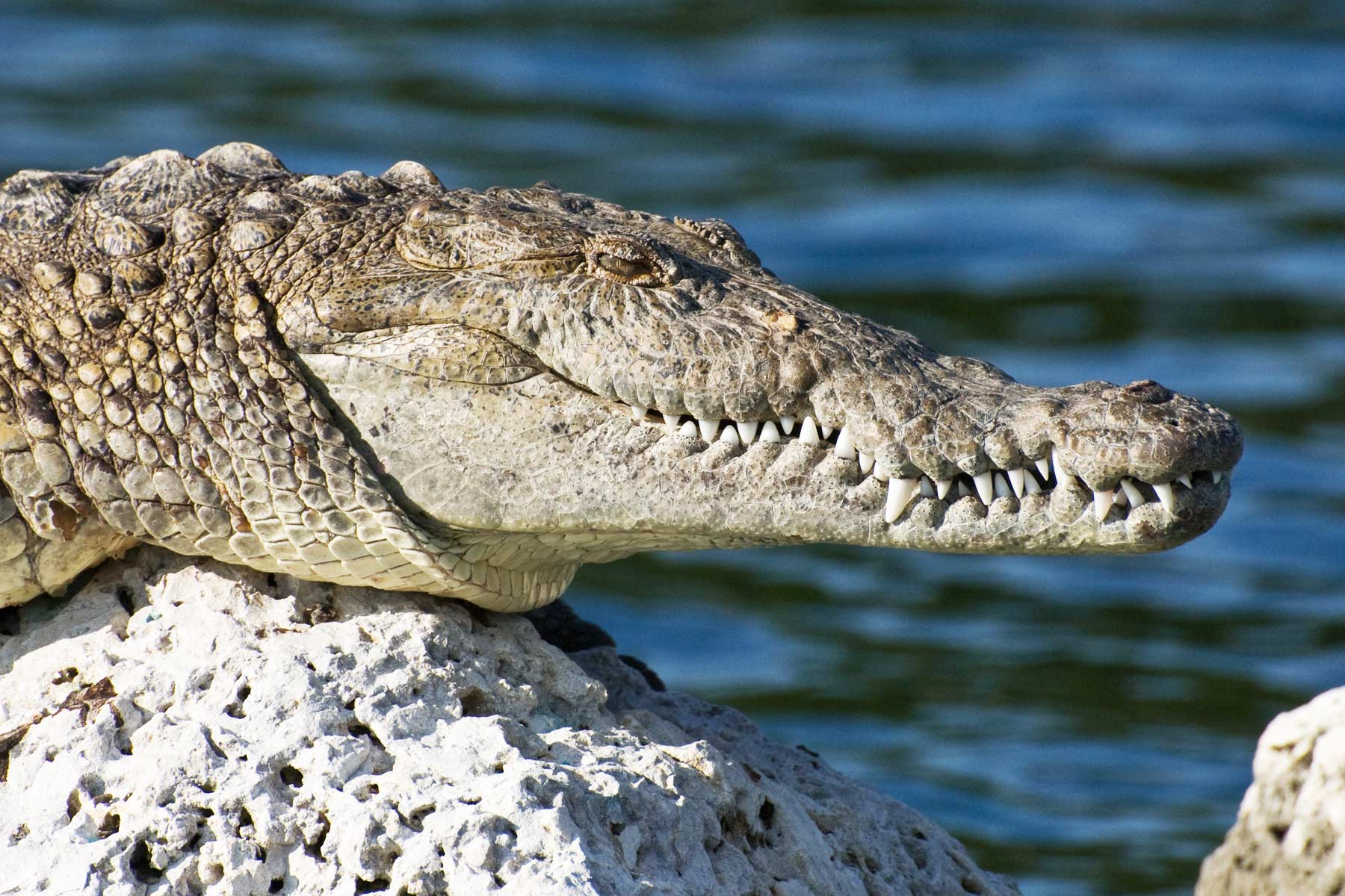american crocodile, things to do in biscayne national park