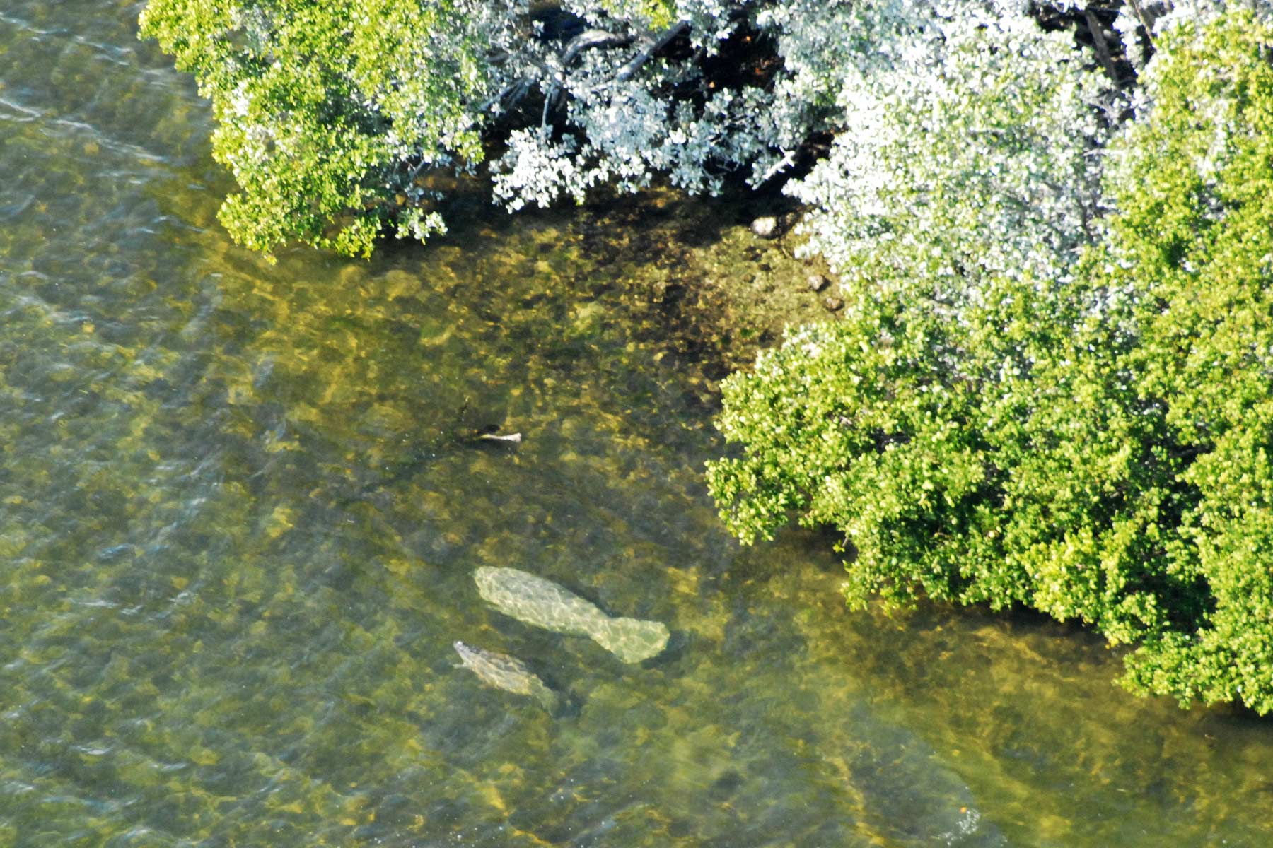 manatee, things to do in biscayne national park