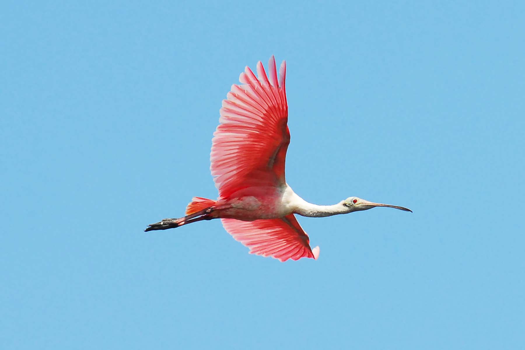 roseate spoonbill, things to do in biscayne national park