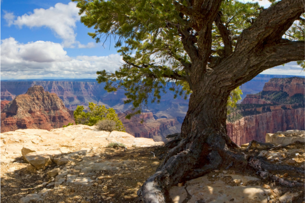 North Rim Spring 15 Things to Do in the North Rim of the Grand Canyon