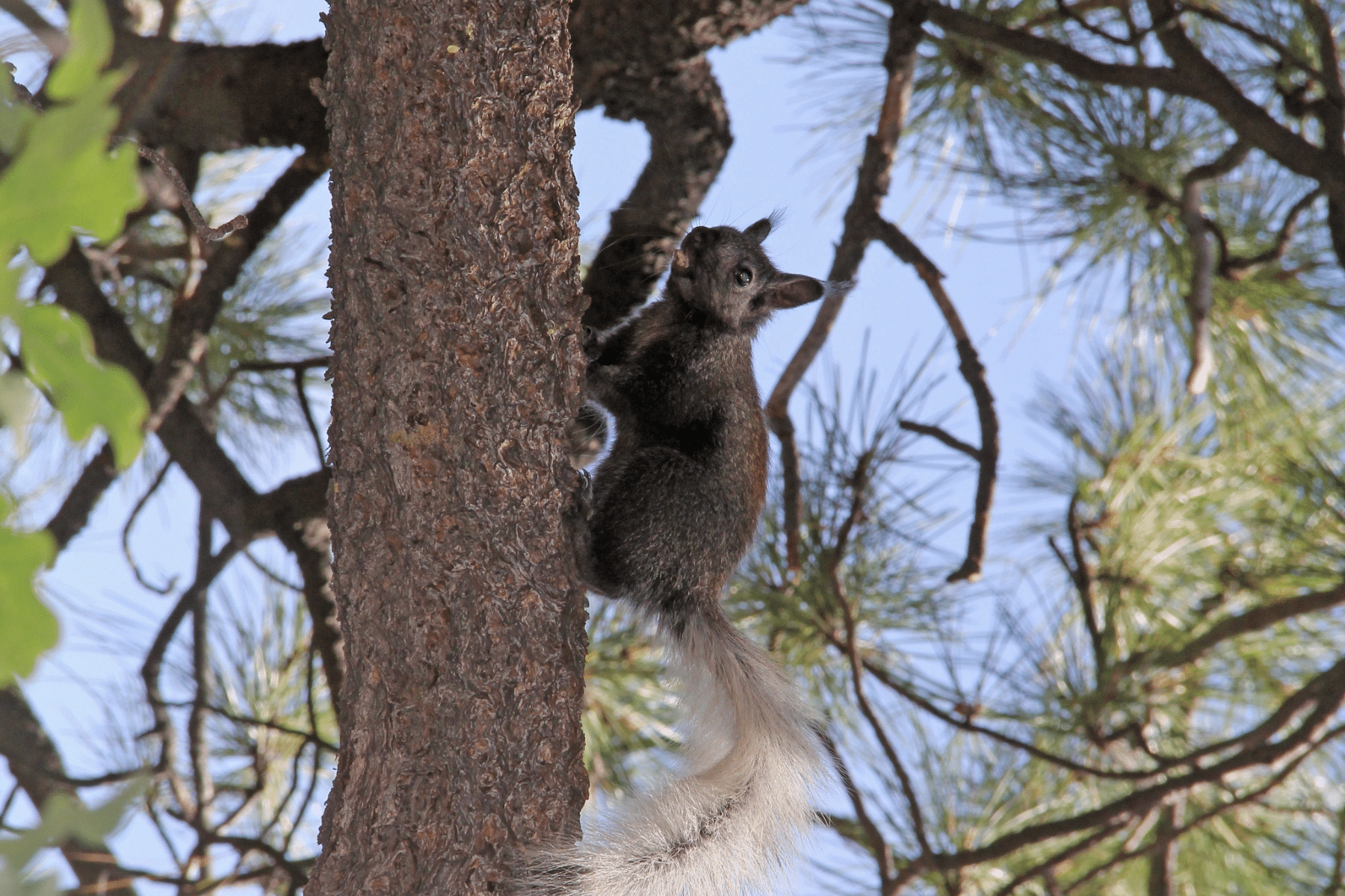 A Kaibab squirrel eats in a Ponderosa pine tree near the North Rim of the Grand Canyon.