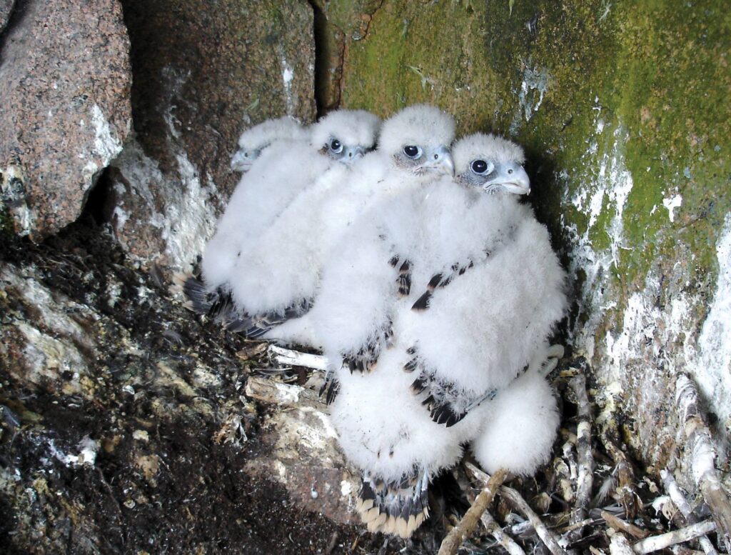 Three peregrine falcon fledglings in a rocky nest in Acadia National Park.