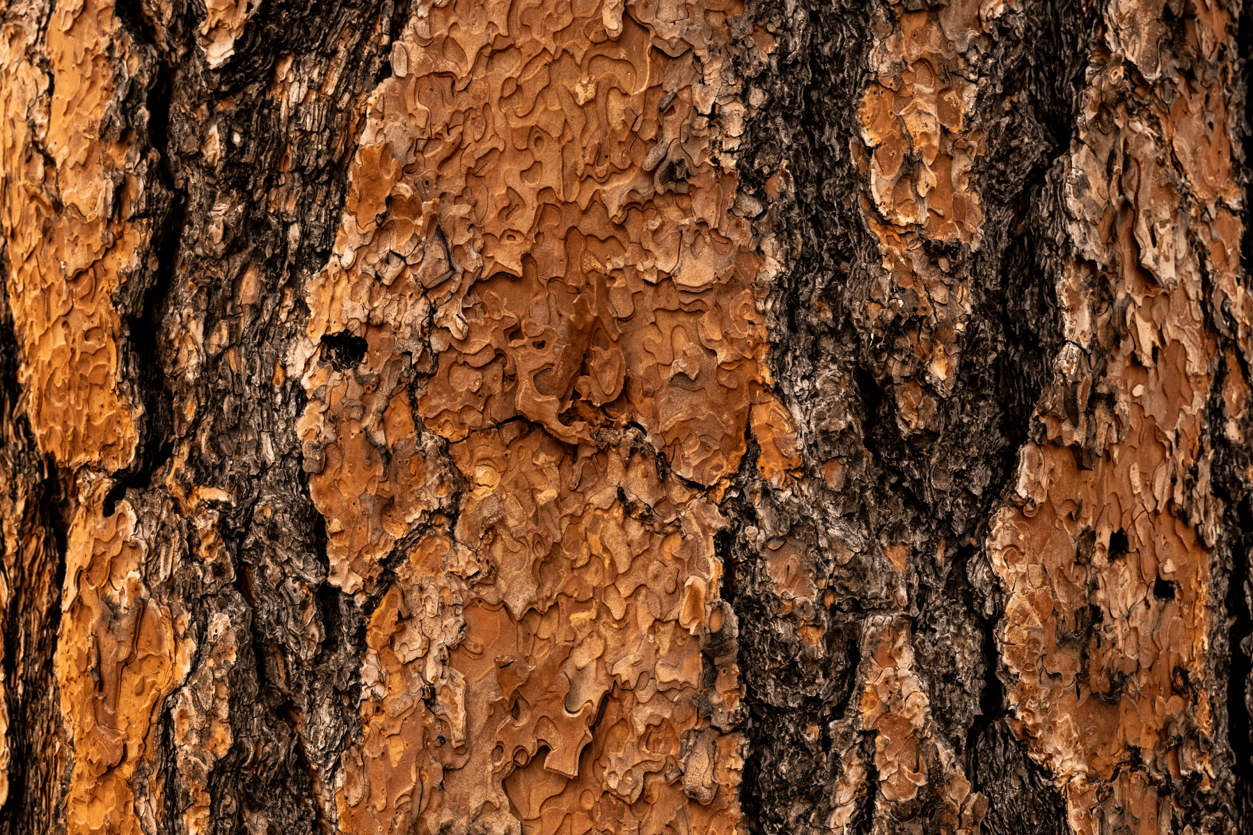 A closeup of a ponderosa pine tree with thick, scaly bark that is various shades of brown.