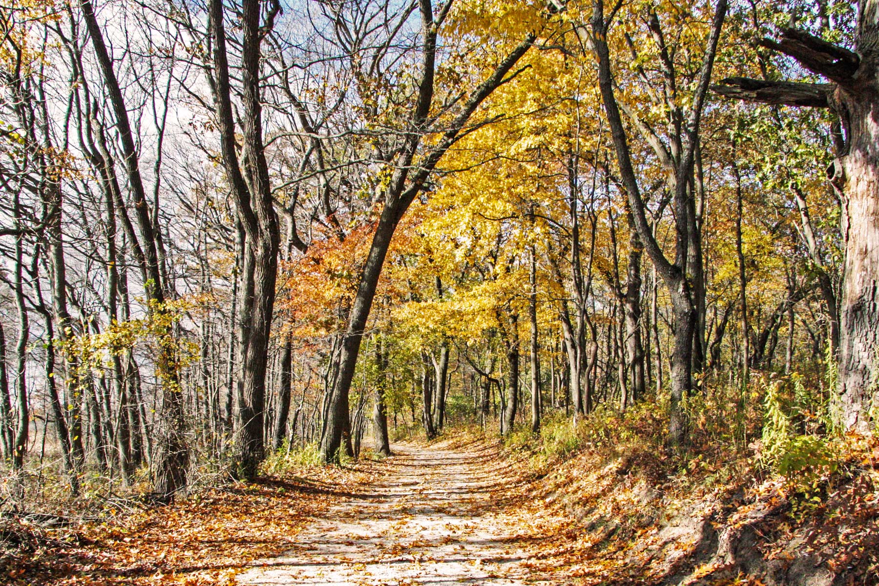 cowles bog trail, things to do in indiana dunes national park