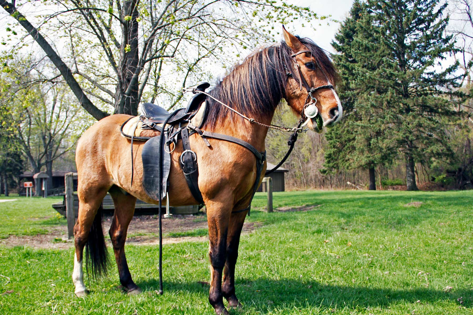 horseback riding, things to do in indiana dunes national park