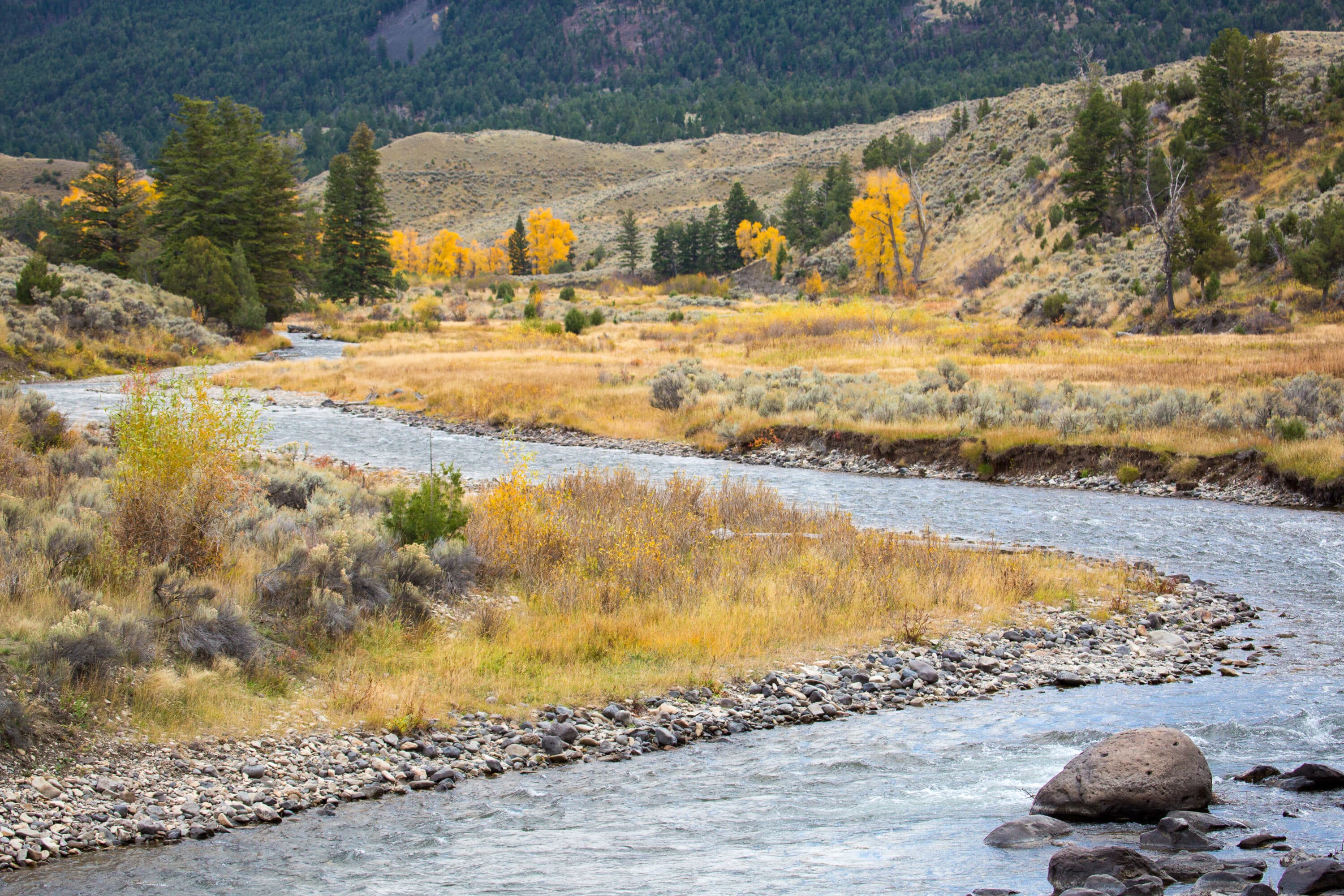 The Gardiner River runs through fall grasses in Yellowstone in the fall. Yellowstone in the fall 