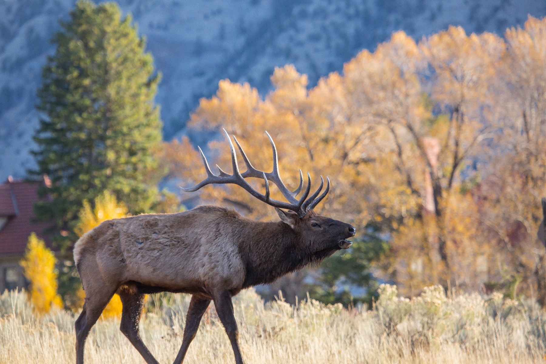 Yellowstone in the fall is known for the elk rut.