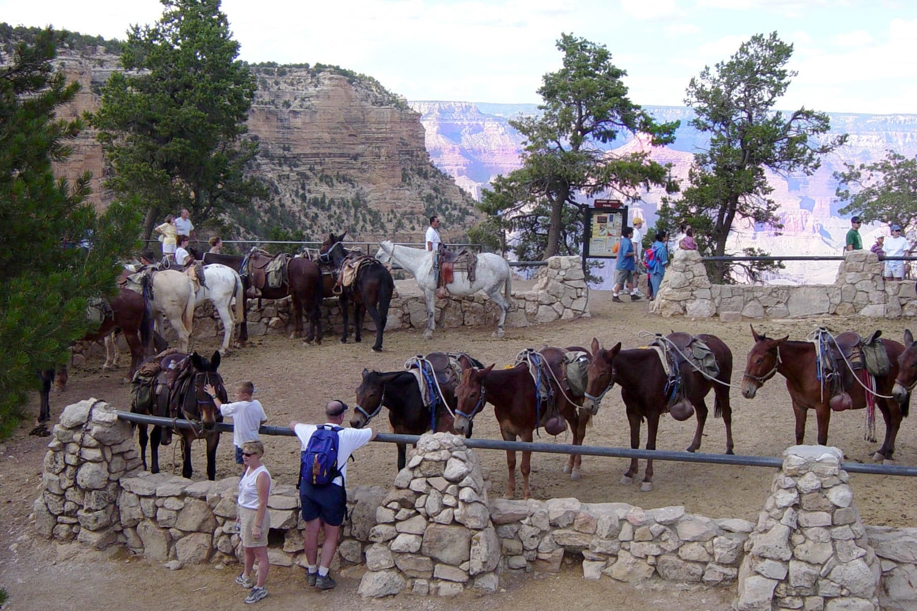 A group of mules inside a stone fence with the Grand Canyon behind them.