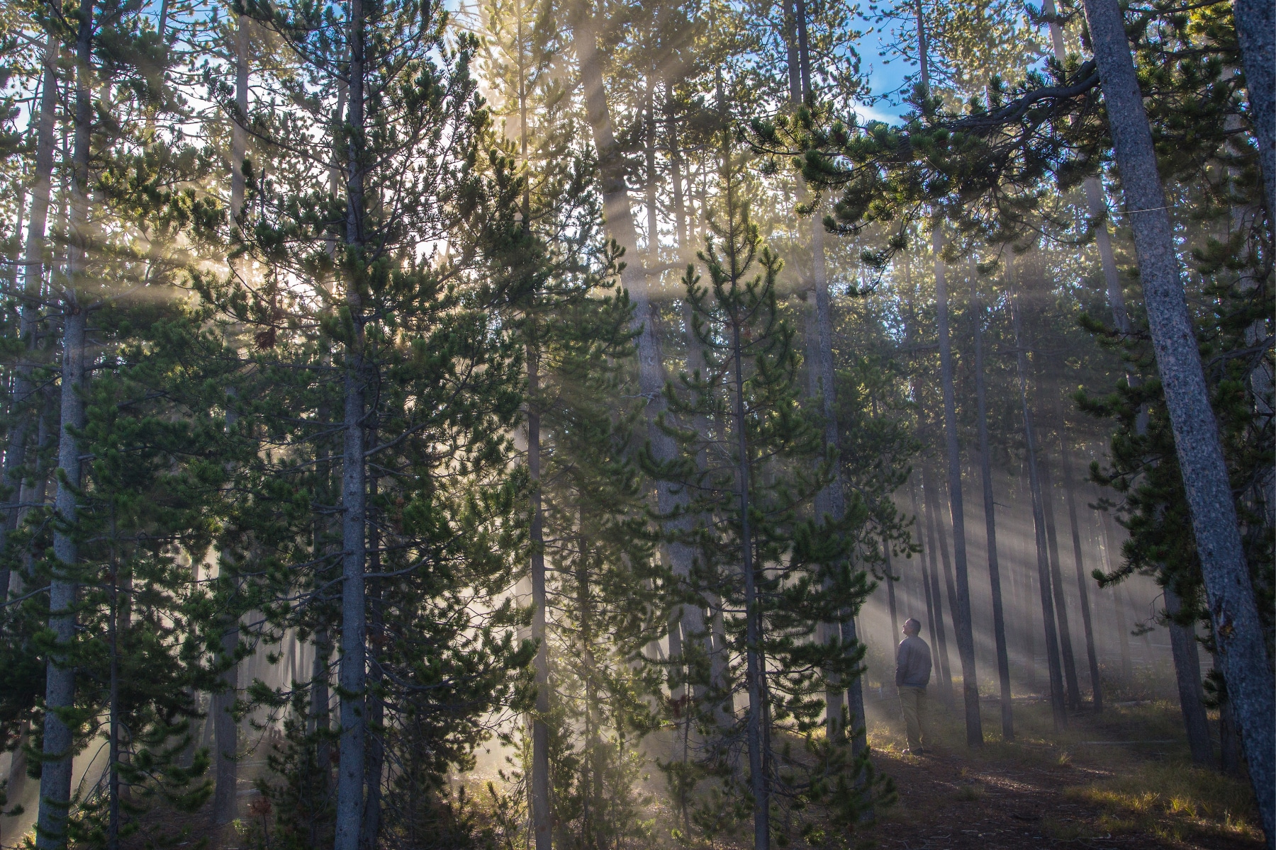 Sunlight through pine trees in Yellowstone National Park. Yellowstone in the fall 