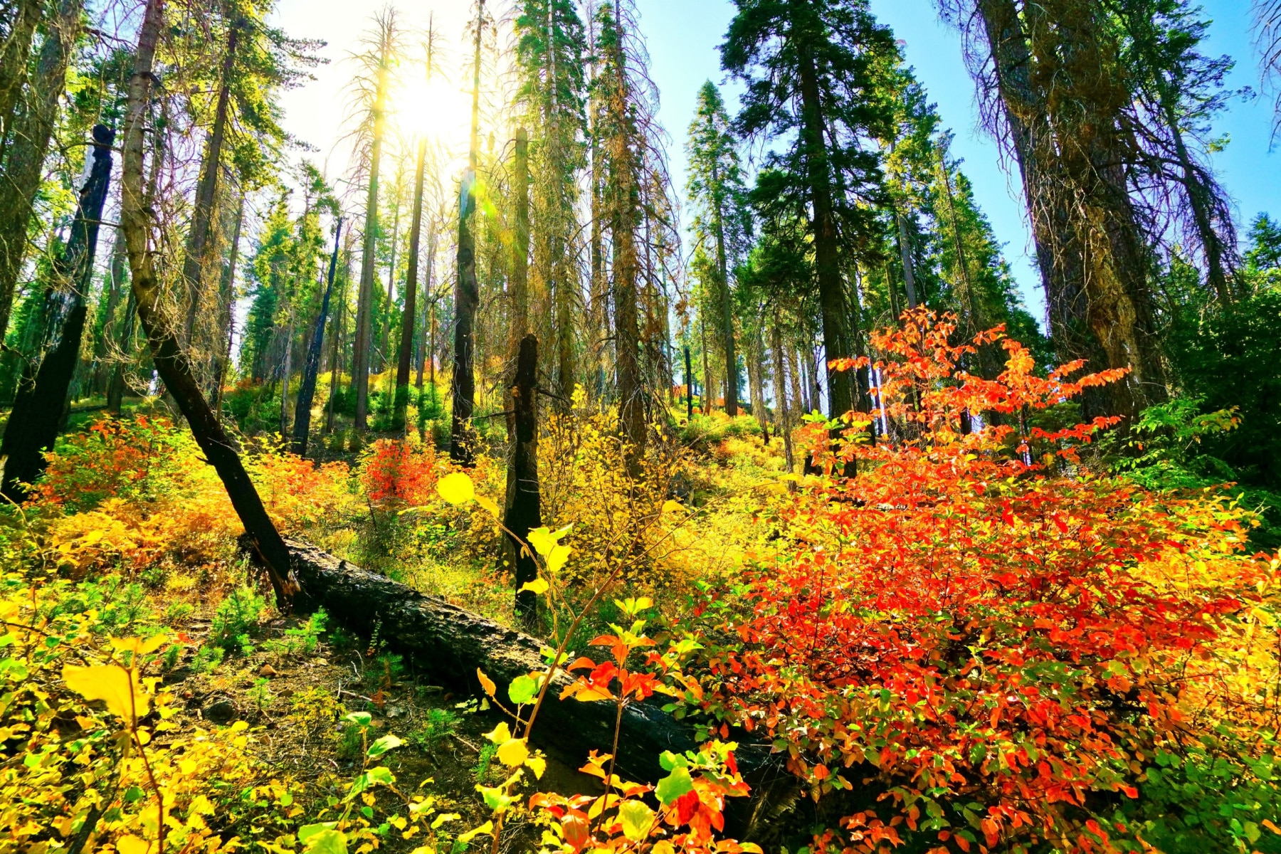 A blend of autumn colors in the forest of Yosemite National Park. 