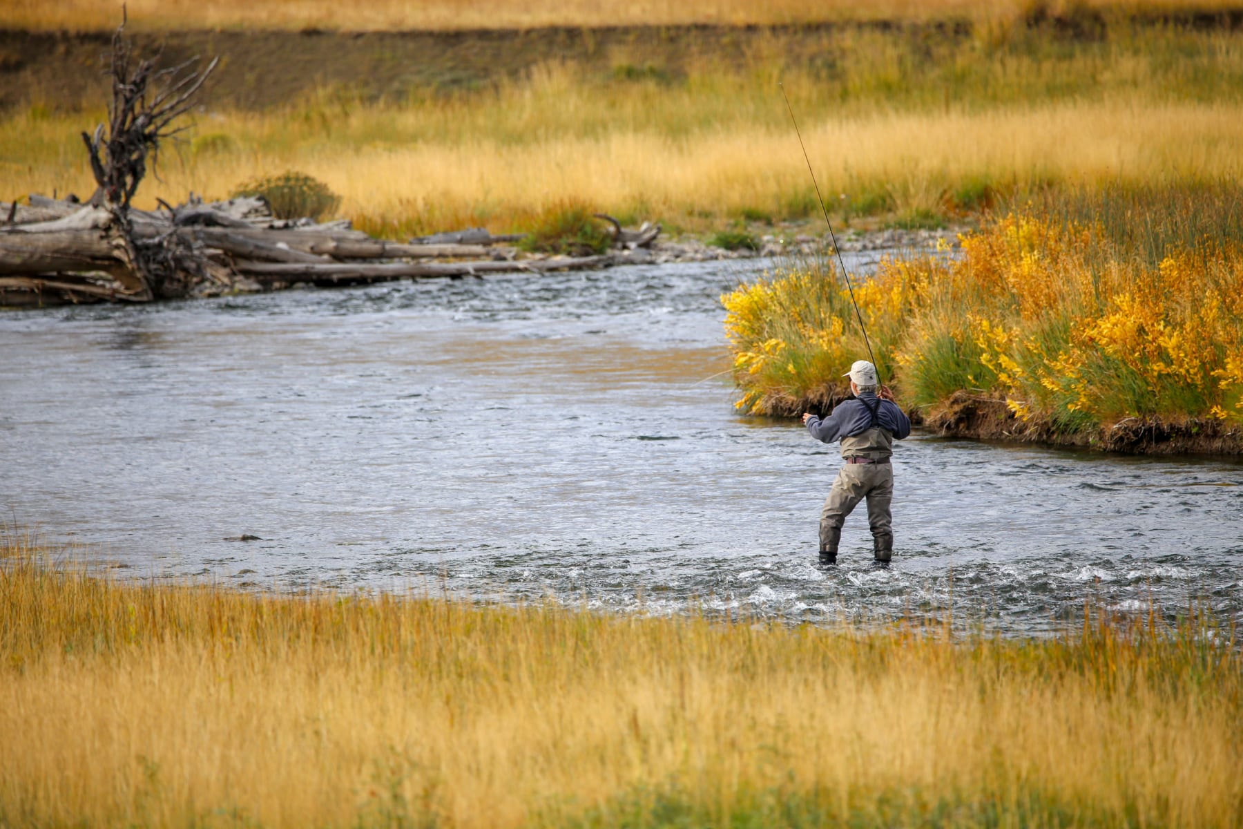 Fly fisherman in Yellowstone National Park.