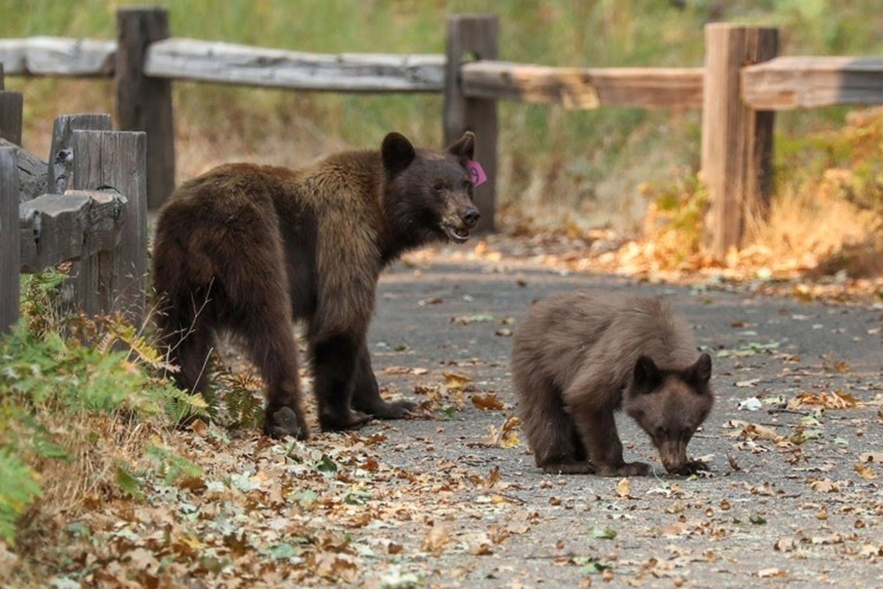 A mother bear and a cub walk along a fall leaf covered road. 