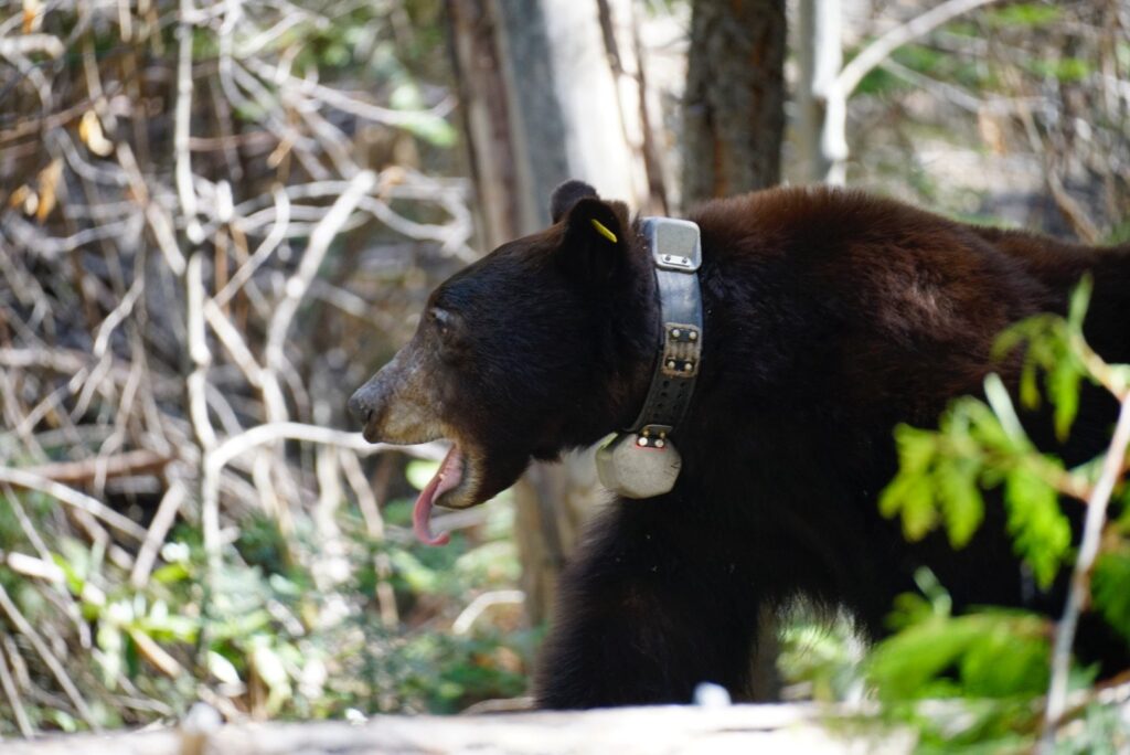 Bear wearing a tracking collar with his tongue sticking out.