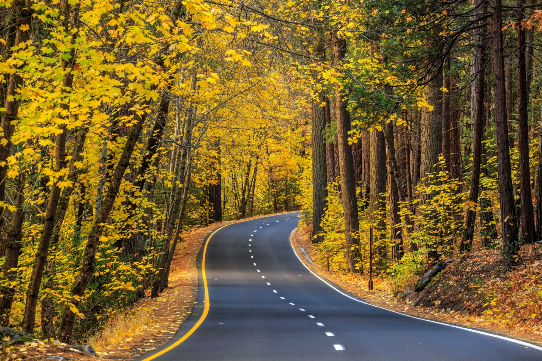 A road waves through an golden grove of trees in Yosemite.