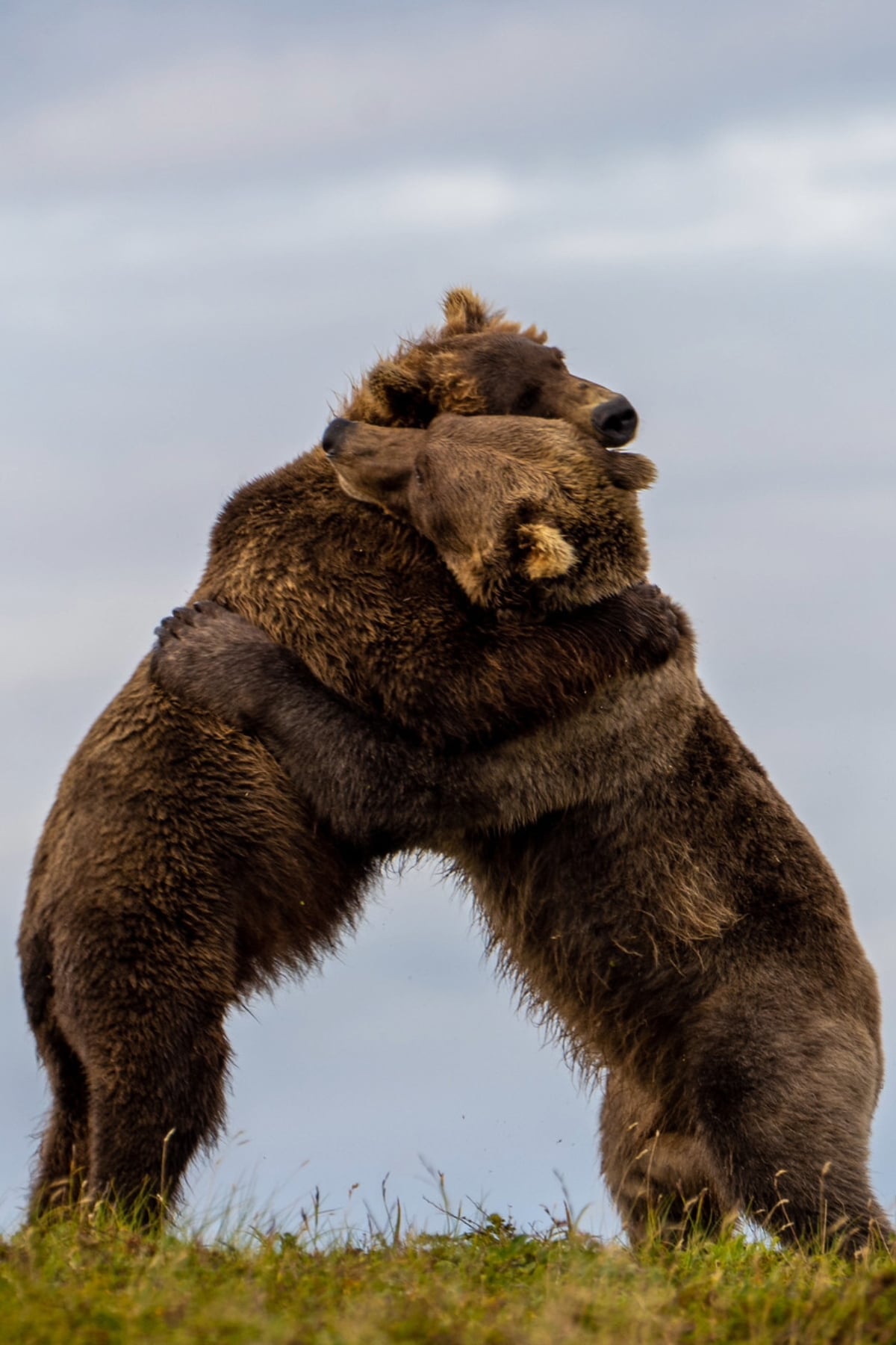 Fat Bear Week Bears Hugging