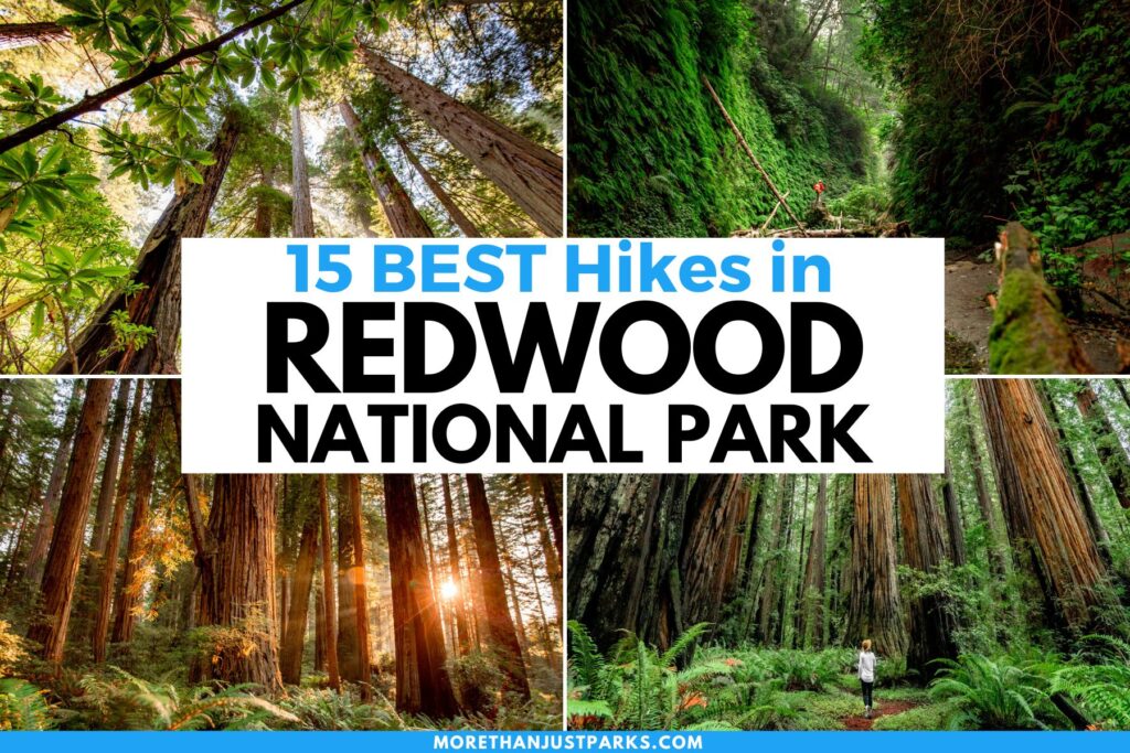 best hikes in redwood national park