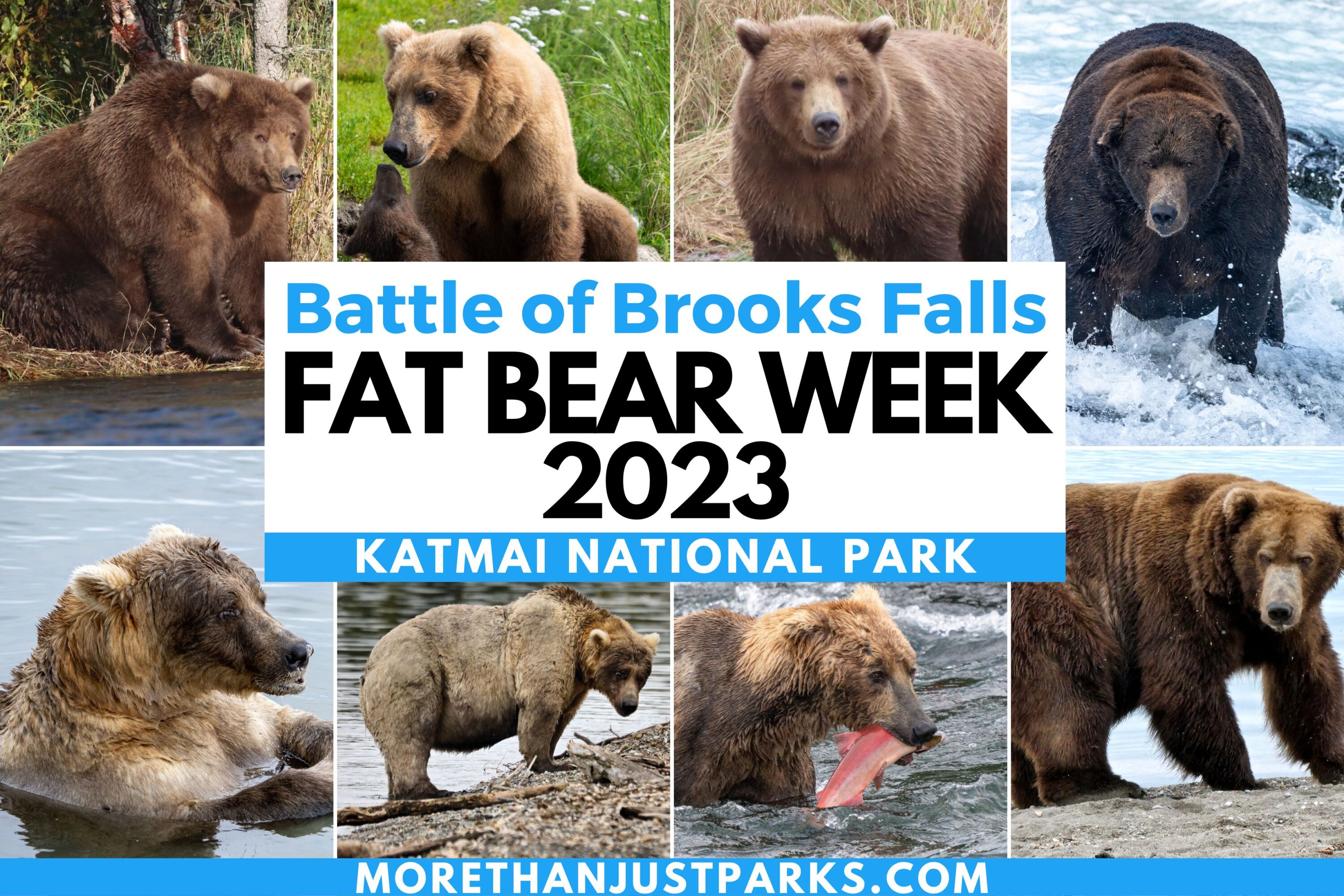 Fat Bear Week Katmai National Park