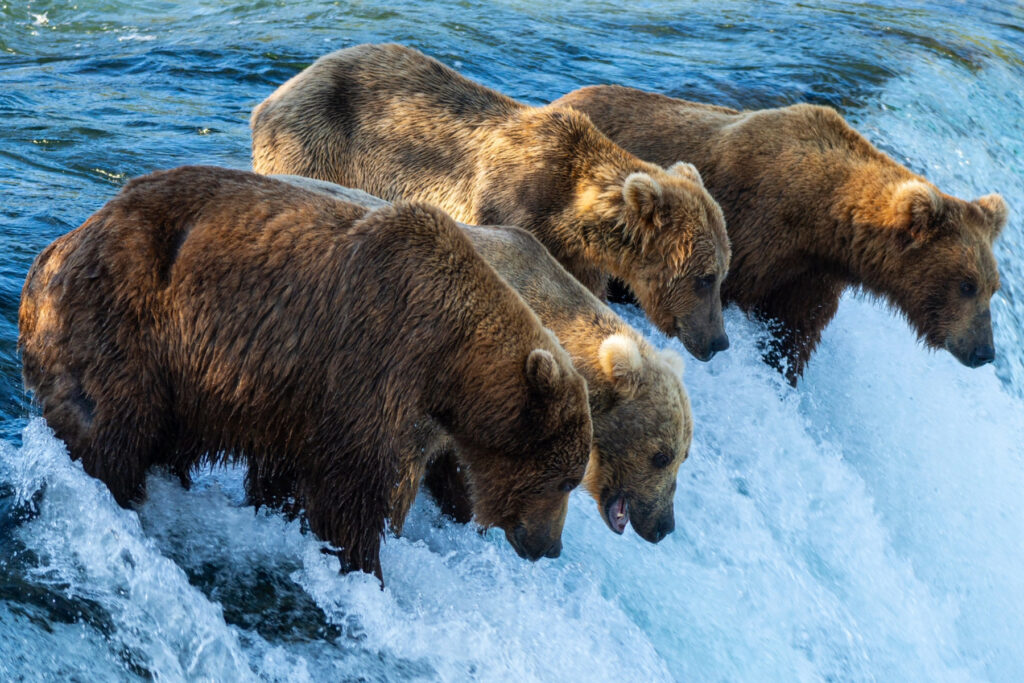 Fat Bear Week Bears on Falls