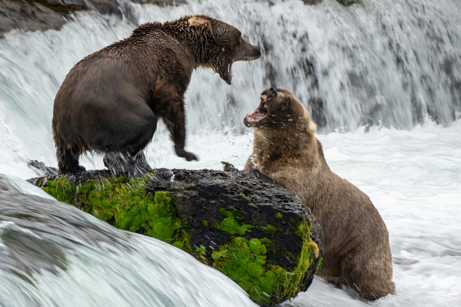 Fat Bear Weeks Bears Playing