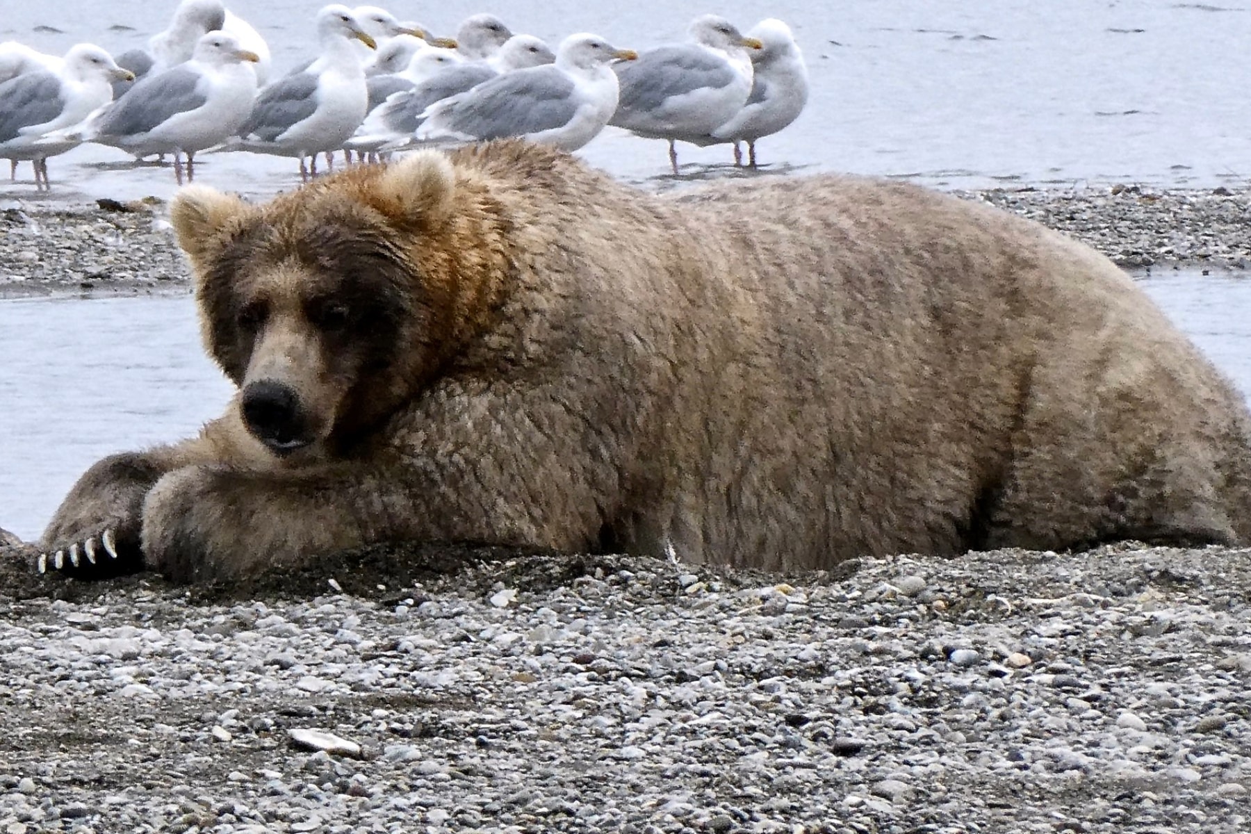 The bear known as Holly in Katmai National Park